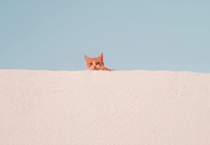 Enkaz, il gatto estratto dalle macerie del terremoto 